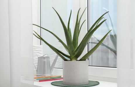 aloes