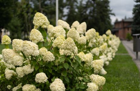 hortensje