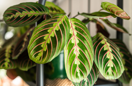 maranta