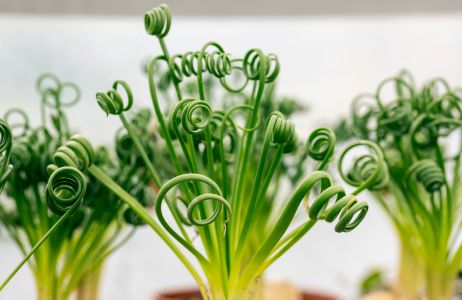 albuca