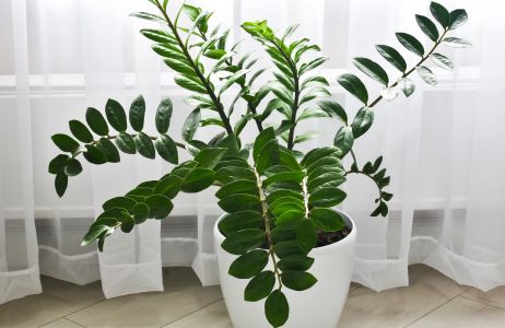 zamioculcas