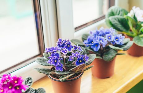 Kwiatki na parapecie