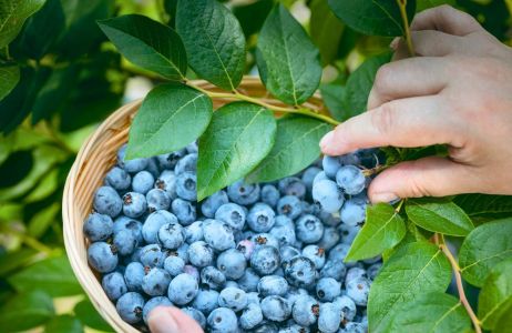 borówka amerykańska