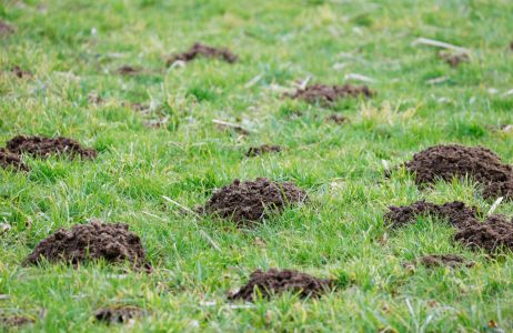 Kretowisko w ogrodzie