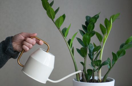 Podlewanie zamiokulkasa