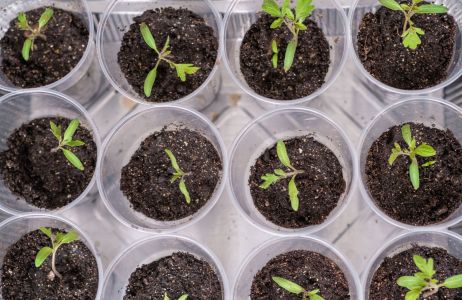 rozsady pomidorów, sadzonki