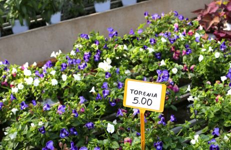 Torenia zamiast Bratków na balkon w marcu