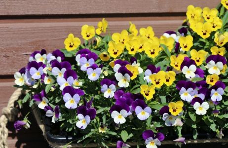 bratki fiołek rogaty