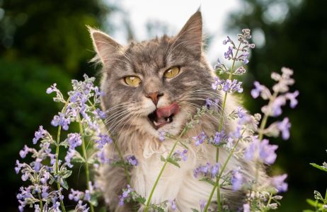 kocimiętka na kleszcze