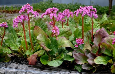 Bergenia