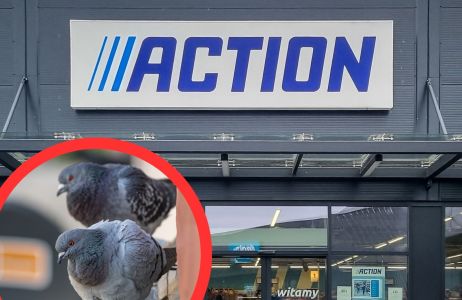 Odstraszacz na gołębie