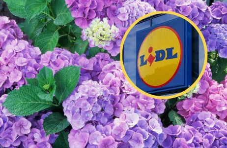 Solarne hortensje do ogrodu