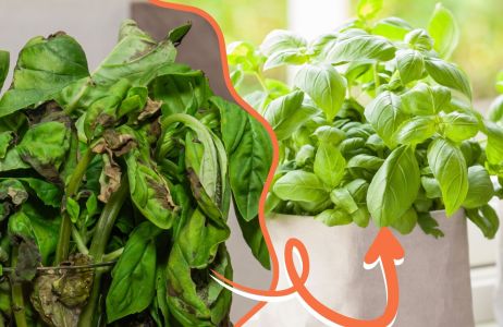 Zwiędnięta bazylia ze sklepu