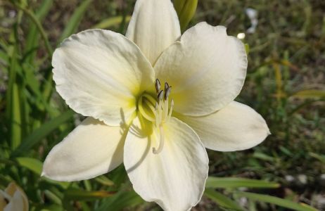 liliowiec