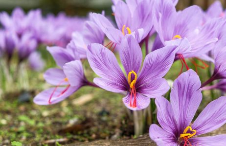 krokus jesienny
