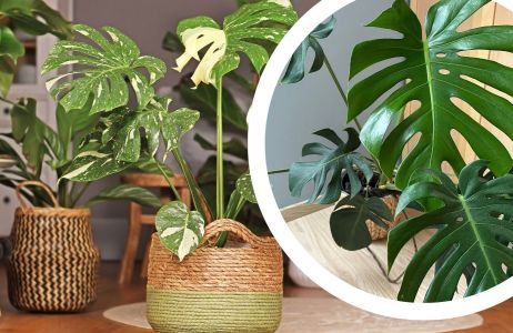 monstera