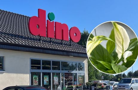 Skrzydłokwiat z Dino