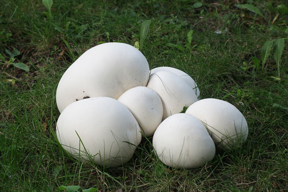 czasznica olbrzymia