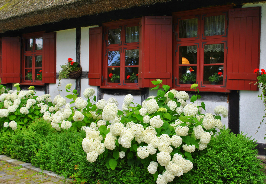 hortensje