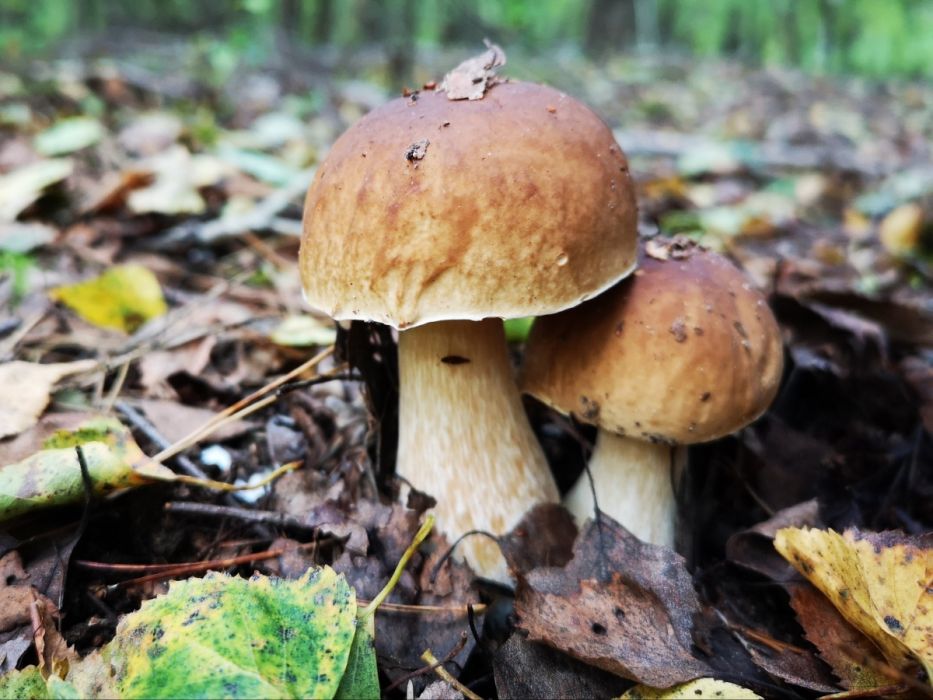 Kiedy będzie wysyp grzybów? Leśnicy podają datę