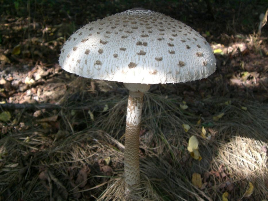 Czubajka kania