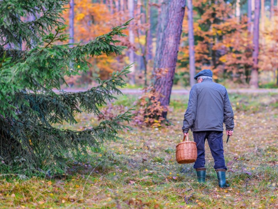 Oburzające zachowanie grzybiarzy. Utrudnili przejazd karetce