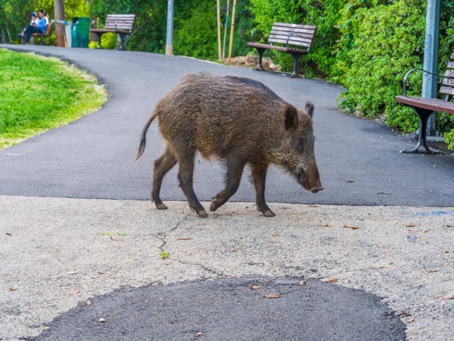 Stado dzików sieje postrach w mieście