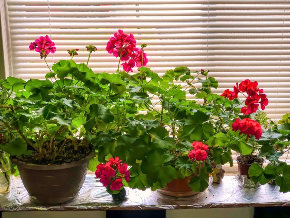 pelargonie