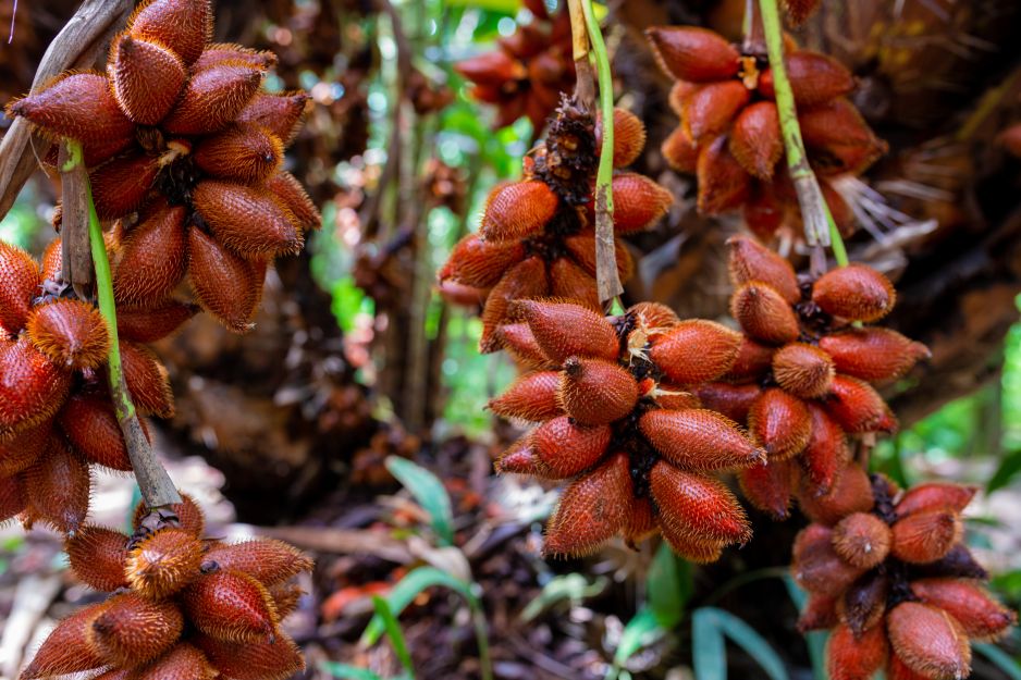 salak