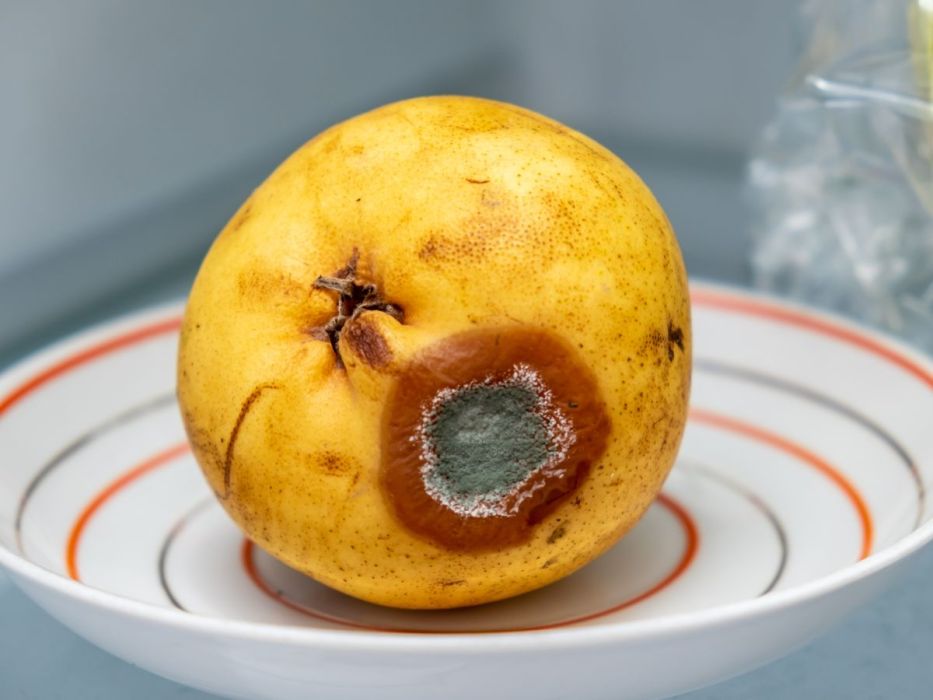 zepsute