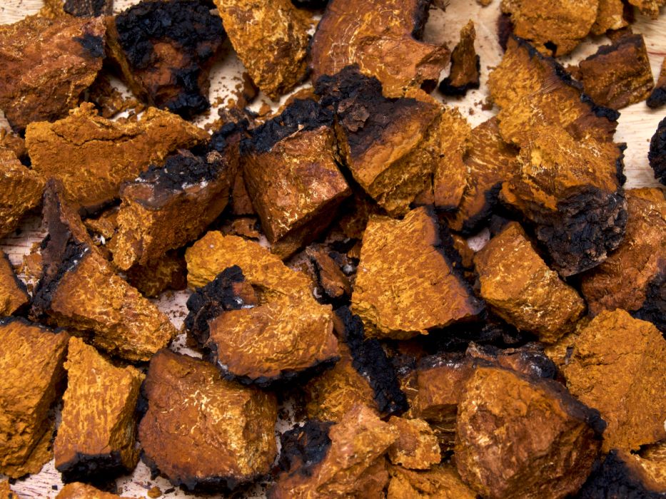 Grzyb chaga