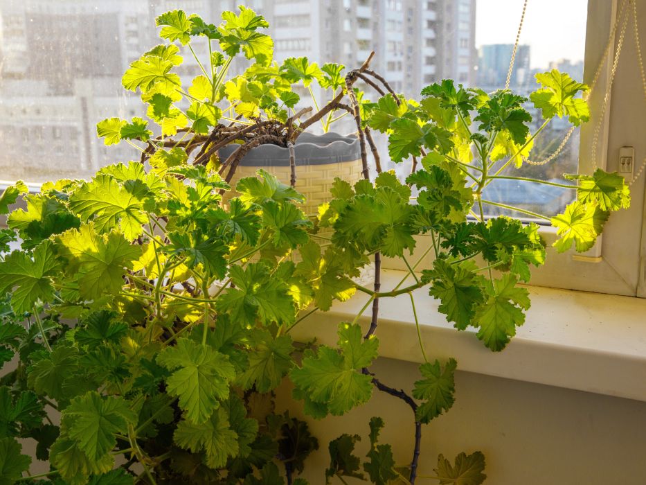 geranium