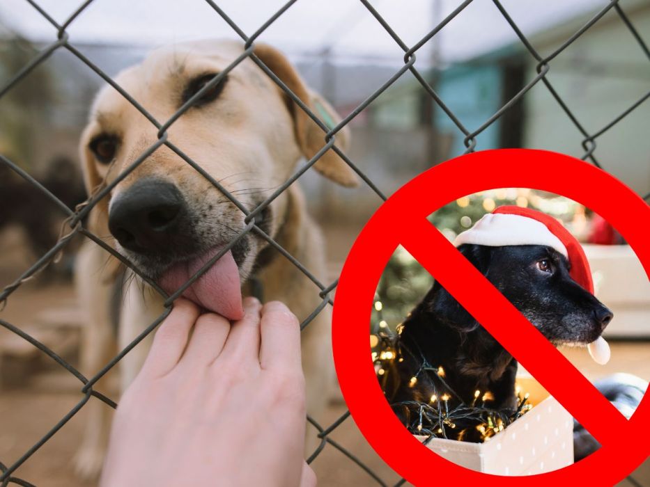 Przedświąteczne adopcje
