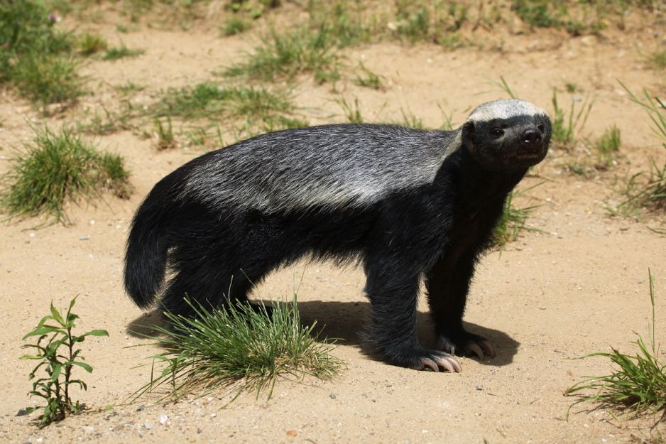ratel