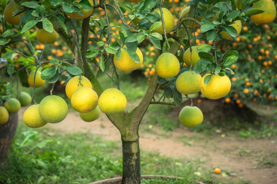 pomelo