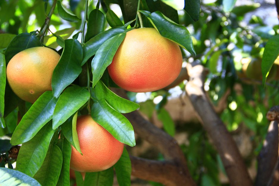 Grejpfrut