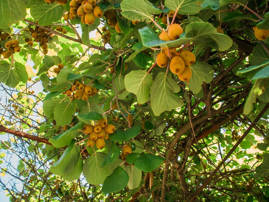 kiwi