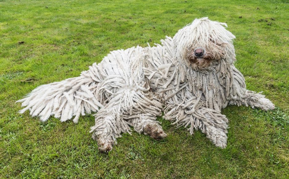 komondor
