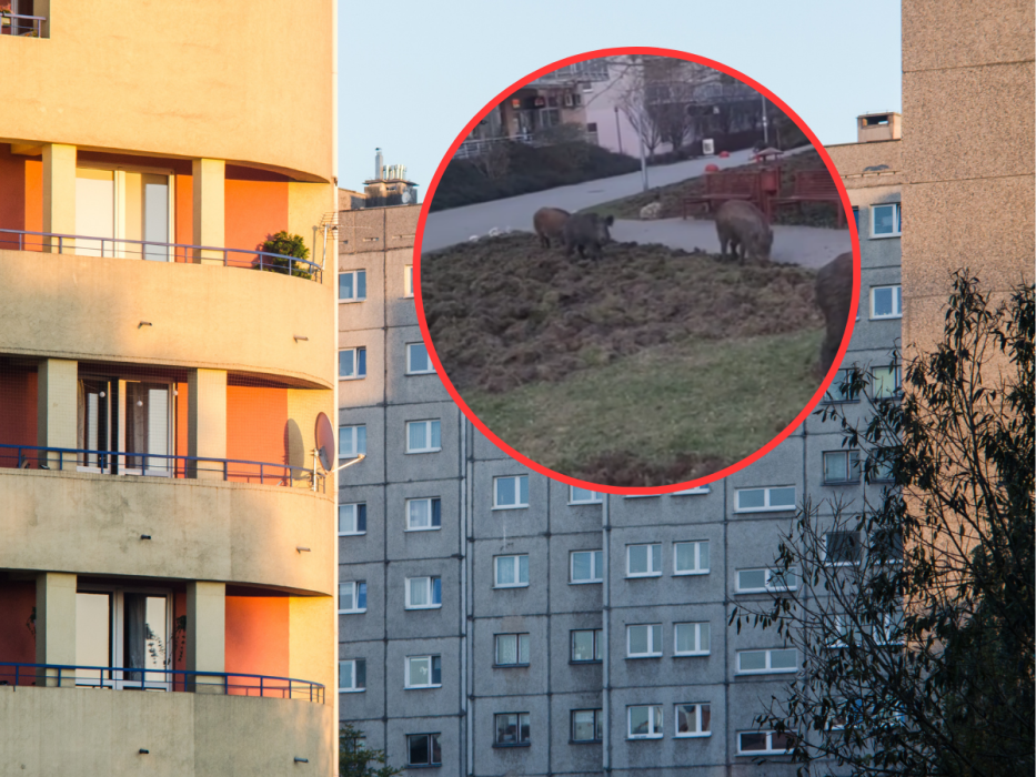 Dziki w Krakowie