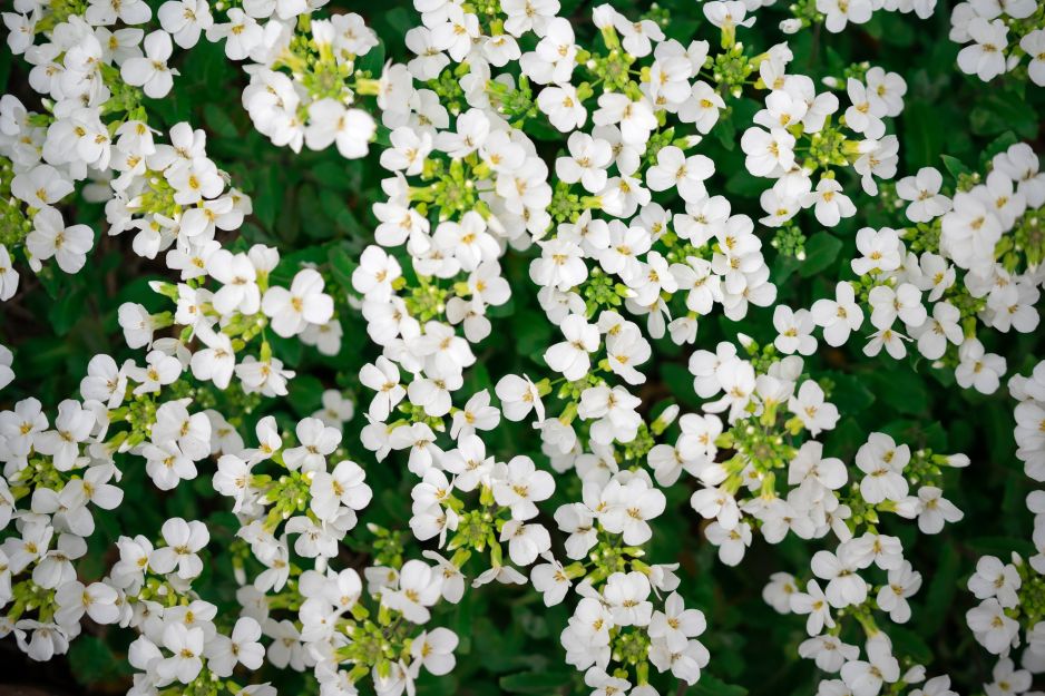 lobelia