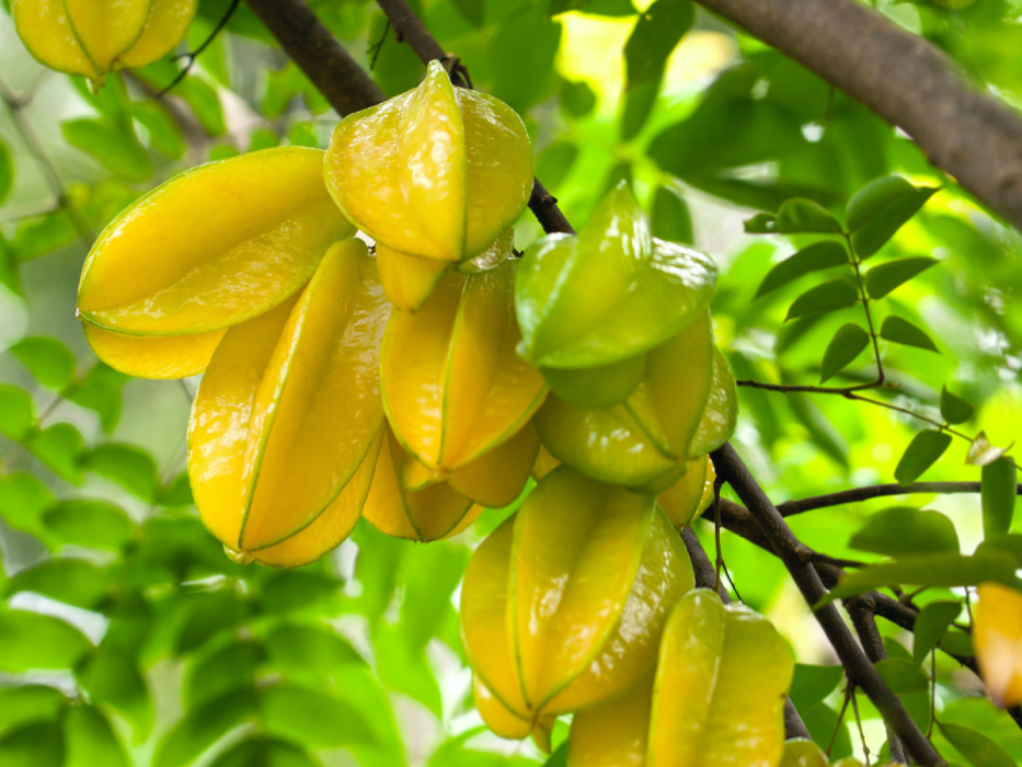 karambola