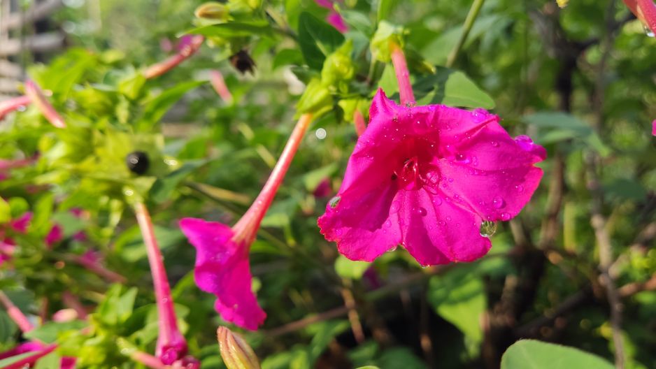 Dziwaczek jalapa