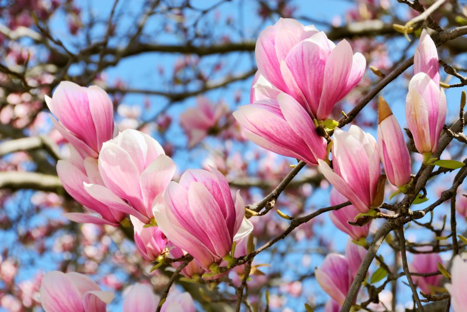 magnolie