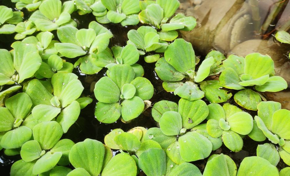 pistia