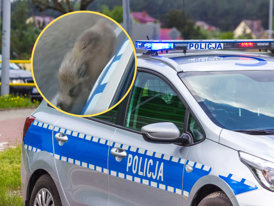 policja