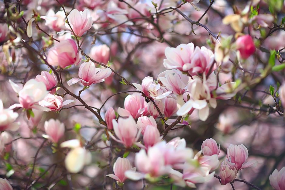magnolia