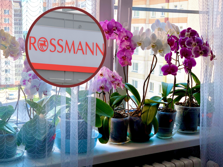 rossmann