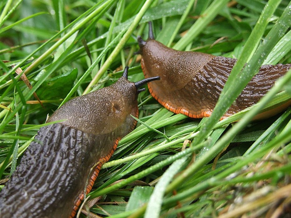ślimaki