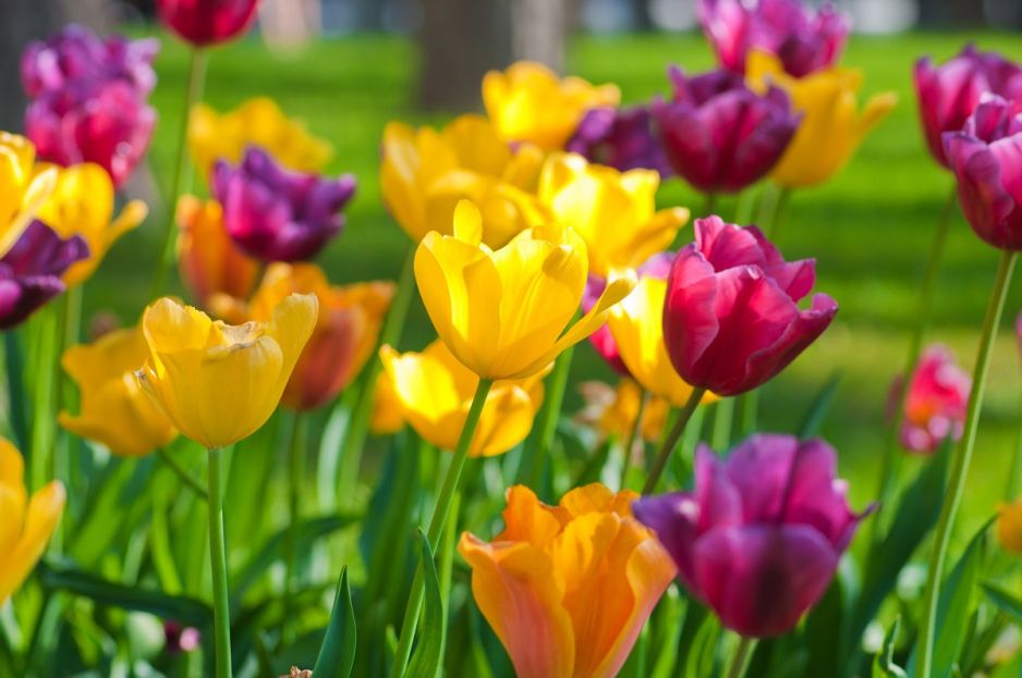 tulipan