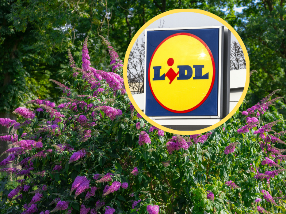 Lidl 2+1